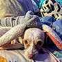 animal, bed, blanket, bunny_ears, colorful, cozy, cute, dog, ears, face, fur, hoodie, indoor, looking, lying_down, pet, plush_toy, puppy, resting, soft_toys