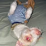 Canelo joined the competition — help win amazing prizes! animal, bed, canine, chain, clothing, cute, dog, ears, flash, indoor, lying_down, nose, pants, pet, red_eye, sleeping_position, small_dog, striped_shirt, whiskers, white_fur