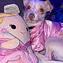Canelo is registered to the contest to win money with this photo: animal, bed, blue_background, comfort, cozy, cute, dog, ears, fabric, fur, indoor, nose, pet, pink_clothing, plush_toy, resting, small_dog, soft_toy, stuffed_animal, toy