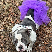 Ivy Jane joined the competition — help win amazing prizes! bulldog_type, canine, collar, cute, dog, earth_tones, expression, fallen_leaves, ground, looking_up, outdoor, paw, pet, pitbull, portrait, purple_tutu, short_hair, sitting, tutu, white_and_grey