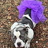 bulldog_type, canine, collar, cute, dog, earth_tones, expression, fallen_leaves, ground, looking_up, outdoor, paw, pet, pitbull, portrait, purple_tutu, short_hair, sitting, tutu, white_and_grey