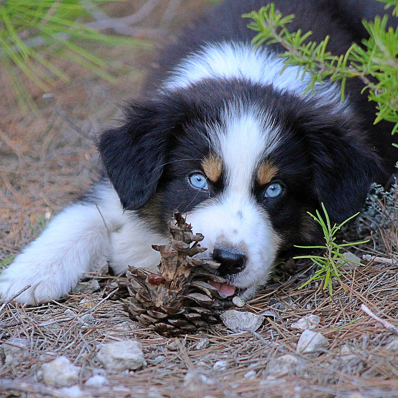 Askan a rejoint le concours — aidez-le/la à gagner de superbes lots ! animal, black_and_white_fur, blue_eyes, chewing, close_up, cute, dog, ears, forest_floor, fur, greenery, lying_down, nature, nose, outdoor, pet, pine_cone, playful, puppy, young_dog