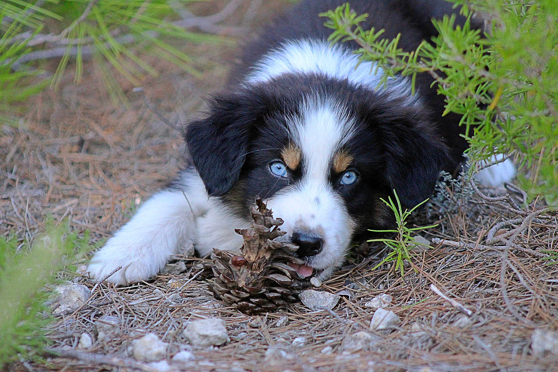 Askan a rejoint le concours — aidez-le/la à gagner de superbes lots ! puppy, dog, blue_eyes, pine_cone, forest_floor, greenery, nature, playful, animal, fur, young_dog, outdoor, close_up, black_and_white_fur, cute, pet, lying_down, chewing, ears, nose