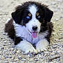 Askan participe au concours pour gagner de l'argent avec cette photo : puppy, dog, blue_eyes, black_and_white, tongue_out, fluffy, young_dog, animal, pet, cute, lying_down, gravel, outdoor, close_up, adorable, fur, mammal, playful, portrait, friendly