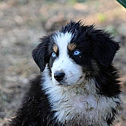 Askan a rejoint le concours — aidez-le/la à gagner de superbes lots ! puppy, dog, blue_eyes, muddy, fluffy, outdoor, animal, fur, cute, pet, nature, portrait, young, black_and_white, close_up, face, canine, expression, adorable, wild
