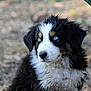 puppy, dog, blue_eyes, muddy, fluffy, outdoor, animal, fur, cute, pet, nature, portrait, young, black_and_white, close_up, face, canine, expression, adorable, wild