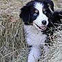 Askan a rejoint le concours — aidez-le/la à gagner de superbes lots ! puppy, dog, hay, blue_eyes, black_and_white, fur, animal, cute, outdoor, nature, pet, young_dog, playful, grass, muzzle, ears, snout, tongue, close_up, smiling