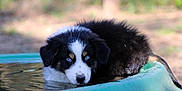 Askan a rejoint le concours — aidez-le/la à gagner de superbes lots ! puppy, dog, blue_eyes, water, outdoor, green_tub, fur, black_and_white, young_dog, animal, pet, cute, portrait, close_up, nature, summer, playful, wet_fur, resting, canine