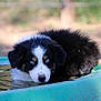 puppy, dog, blue_eyes, water, outdoor, green_tub, fur, black_and_white, young_dog, animal, pet, cute, portrait, close_up, nature, summer, playful, wet_fur, resting, canine
