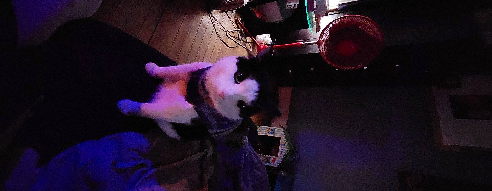 Chunk joined the competition — help win amazing prizes! artist, audio_equipment, companion_dog, costume, dog_breed, drum, electronic_instrument, entertainment, event, flesh, fun, fur, magenta, music, musical_instrument, musician, performance, purple, tail, toy