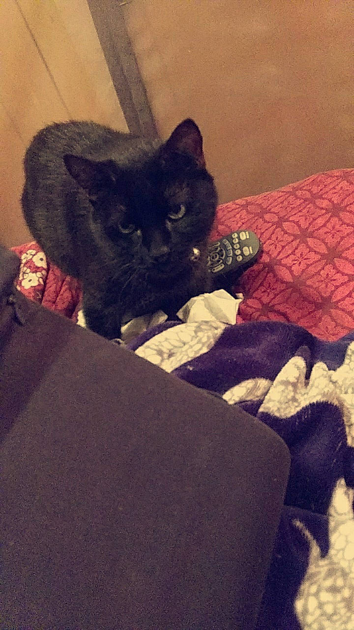 Bella is registered to the contest to win money with this photo: asian, black_cat, bombay, carnivore, cat, domestic_short_haired_cat, felidae, mammal, small_to_medium_sized_cats, snout, whiskers