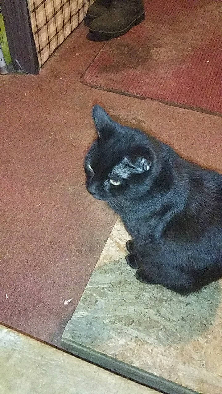 Bella is registered to the contest to win money with this photo: black_cat, bombay, british_shorthair, burmese, carnivore, cat, chartreux, domestic_short_haired_cat, fawn, felidae, floor, korat, polydactyl_cat, russian_blue, small_to_medium_sized_cats, tail, whiskers