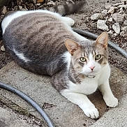 Little One joined the competition — help win amazing prizes! cat, feline, pet, outdoor, concrete, rocks, hose, green_eyes, tabby, white_paws, lying_down, close_up, collar, whiskers, tail, pavement, gravel, curious, looking_at_camera, relaxed