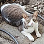 cat, feline, pet, outdoor, concrete, rocks, hose, green_eyes, tabby, white_paws, lying_down, close_up, collar, whiskers, tail, pavement, gravel, curious, looking_at_camera, relaxed