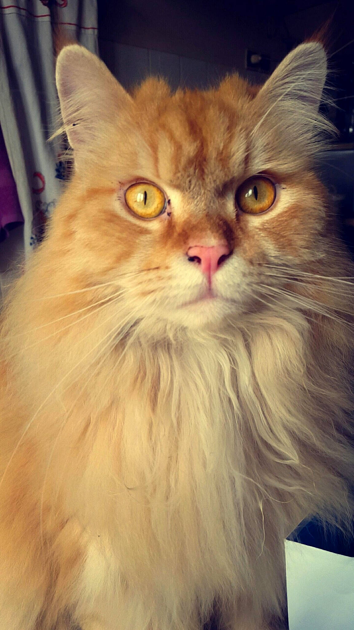 Salem participe au concours pour gagner de l'argent avec cette photo : british_longhair, carnivore, cat, curtain, eye, felidae, fur, maine_coon, persian, small_to_medium_sized_cats, snout, terrestrial_animal, whiskers, wood