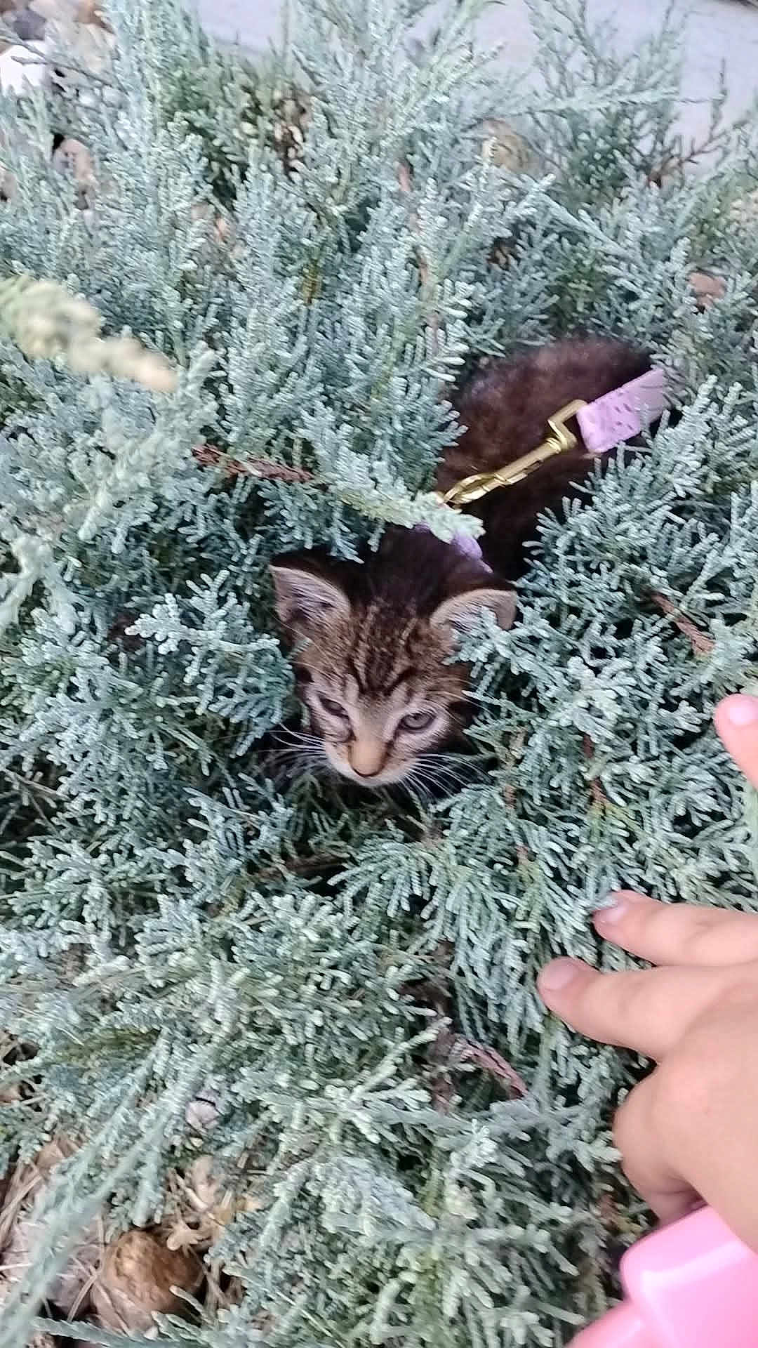 Boots joined the competition — help win amazing prizes! kitten, cat, bush, greenery, nature, leaves, outdoor, animal, pet, curious, feline, young_cat, plant, hand, explorer, small, fur, whiskers, eyes, wildlife