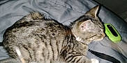 Boots is registered to the contest to win money with this photo: cat, tabby, sleeping, bed, blanket, gray, striped, pet, domestic_animal, whiskers, fur, relaxation, indoor, collar, animal, mammal, cute, resting, paw, closeup