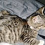 cat, tabby, sleeping, bed, blanket, gray, striped, pet, domestic_animal, whiskers, fur, relaxation, indoor, collar, animal, mammal, cute, resting, paw, closeup