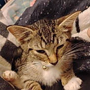 Boots is registered to the contest to win money with this photo: kitten, tabby, cat, pet, feline, paws, collar, bell, sleepy, whiskers, fur, indoor, blanket, fabric, closeup, cute, young, animal, resting, domestic