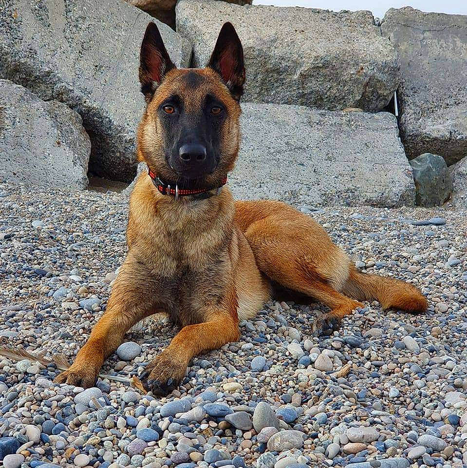 Saeko participe au concours pour gagner de l'argent avec cette photo : ancient_dog_breeds, balance, bedrock, canidae, carnivore, dog, dog_breed, east_european_shepherd, fawn, herding_dog, pebble, road_surface, sporting_group, terrestrial_animal, working_animal, working_dog