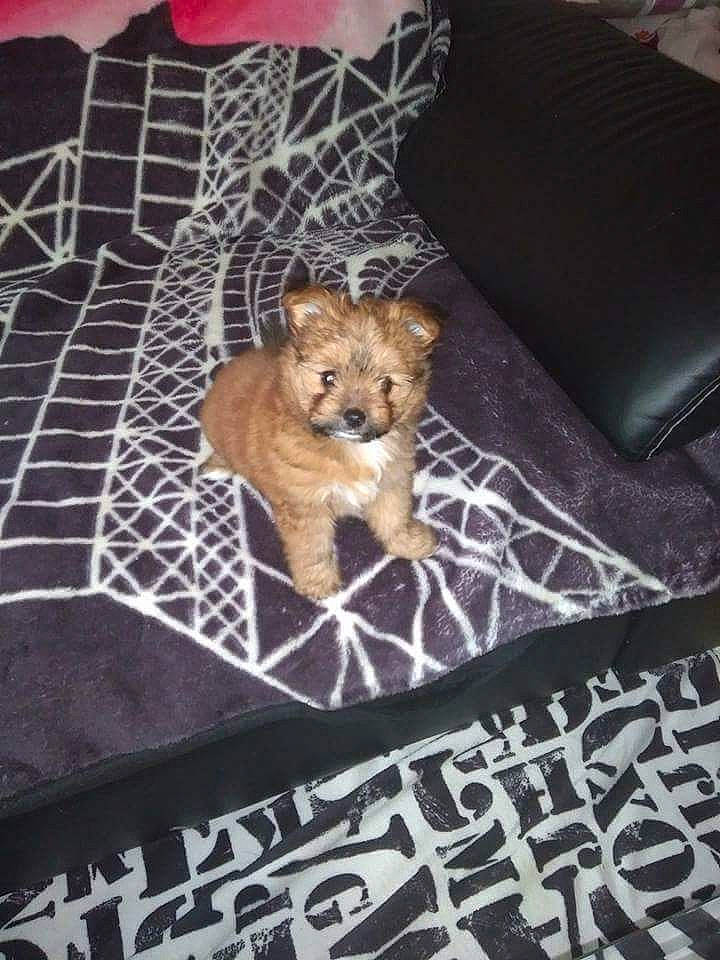 Naïs a rejoint le concours — aidez-le/la à gagner de superbes lots ! border_terrier, canidae, carnivore, companion_dog, dog, dog_breed, fawn, mammal, morkie, non_sporting_group, norwich_terrier, pomeranian, puppy, shih_tzu, spitz, toy_dog, yorkshire_terrier