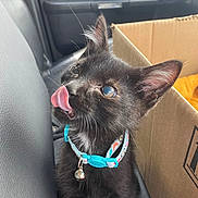 Buggy joined the competition — help win amazing prizes! black_kitten, cat, collar, bell, tongue, licking, vehicle_interior, cardboard_box, seat, closeup, pet, animal, cute, fur, whiskers, ears, young_cat, domestic_cat, playful, indoor