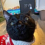 black_cat, cat, pet, close_up, sweater, holiday_sweater, indoor, curious, animal, feline, whiskers, face, ears, eyes, cozy, warm, blurred_background, floor, furniture, household