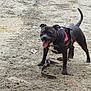 dog, black_dog, harness, leash, tongue_out, tail, happy, outdoor, dirt, ground, pet, animal, canine, playful, standing, ears_up, daylight, friendly, mammal, companion