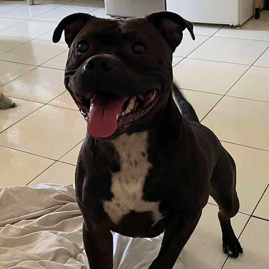 Raphal participe au concours pour gagner de l'argent avec cette photo : animal, black_dog, blanket, cabinet, canine, cute, dog, domestic, floor, happy, household, indoor, kitchen, pet, playful, refrigerator, smiling, tiled_floor, tongue_out, white_patch