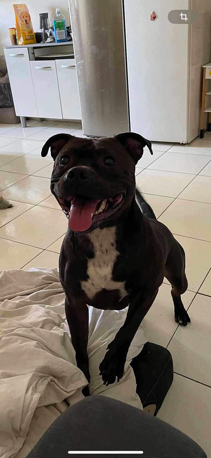 Raphal participe au concours pour gagner de l'argent avec cette photo : dog, black_dog, white_patch, tongue_out, happy, indoor, kitchen, tiled_floor, refrigerator, cabinet, blanket, pet, animal, playful, floor, domestic, canine, cute, smiling, household