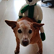Guyzemo a rejoint le concours — aidez-le/la à gagner de superbes lots ! animal, brown_dog, companion, cute, dog, domestic, ears, face, floor, green_scarf, indoor, pet, playful, plush_toy, small_dog, standing, stuffed_animal, toy, white_bear, wooden_floor