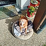 dog, pet_bed, blanket, outdoor, sunlight, plant, flowerpot, jug, porch, door, mat, concrete, grass, shadow, relaxing, small_dog, brown_dog, home, daytime, comfort