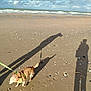 dog, beach, sand, shells, footprints, shadow, cloudy_sky, waves, leash, pet, outdoor, daytime, coast, shoreline, animal, walking, nature, sunlight, water, leash_harness