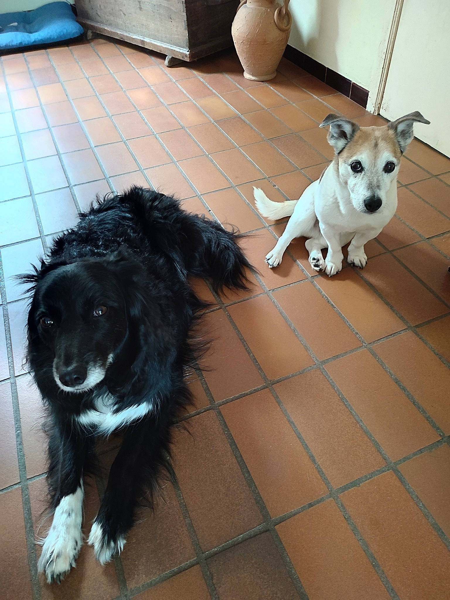 Twix Et Jump a rejoint le concours — aidez-le/la à gagner de superbes lots ! canidae, carnivore, collar, companion_dog, dog, dog_breed, dog_supply, floor, flooring, fur, mammal, pet_supply, snout, sporting_group, tail, tile, toy_dog, vertebrate, working_animal, working_dog