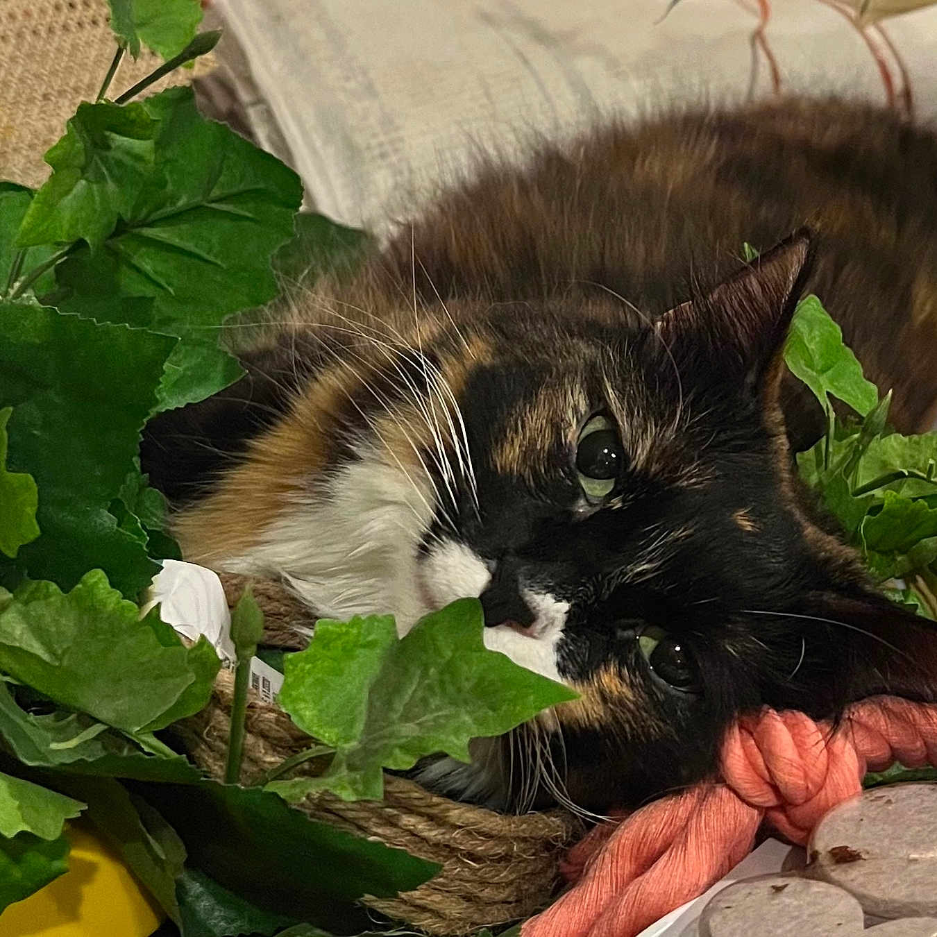 Scruffy is registered to the contest to win money with this photo: animal, basket, cat, couch, flower, furniture, green, herbal, herbs, ivy, jar, kitten, leaf, person, pet, plant, planter, pottedplant, pottery, vase