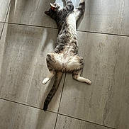 Money joined the competition — help win amazing prizes! cat, feline, pet, animal, floor, tile, stretching, relaxed, indoor, paw, tail, whiskers, fur, tabby, resting, domestic, cute, sleepy, home, sunlight