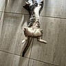 cat, feline, pet, animal, floor, tile, stretching, relaxed, indoor, paw, tail, whiskers, fur, tabby, resting, domestic, cute, sleepy, home, sunlight