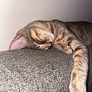 Kleo joined the competition — help win amazing prizes! cat, tabby, sleeping, paw, feline, relaxed, indoor, cozy, fur, whiskers, closeup, resting, cute, animal, pet, texture, gray, soft, peaceful, stretching