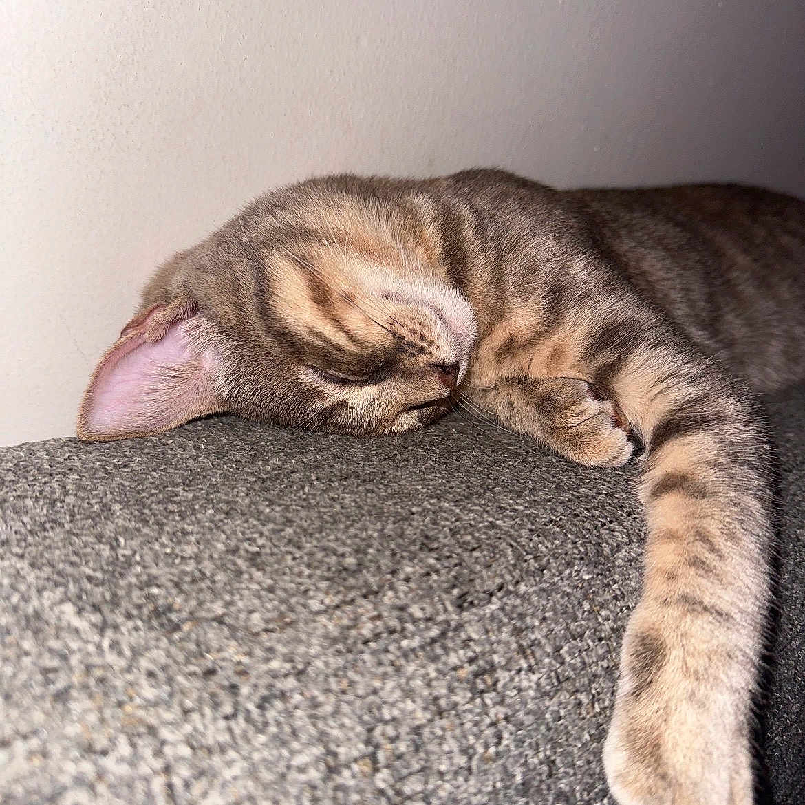 Kleo