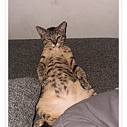 Willow joined the competition — help win amazing prizes! cat, tabby, couch, indoor, relaxed, pet, fur, animal, cozy, resting, competition, text_overlay, screen, smartphone, app, contest, seated, paws_up, expression, wall
