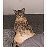 cat, tabby, couch, indoor, relaxed, pet, fur, animal, cozy, resting, competition, text_overlay, screen, smartphone, app, contest, seated, paws_up, expression, wall