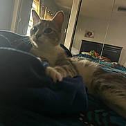 Hazel joined the competition — help win amazing prizes! cat, bed, blanket, indoor, mirror, reflection, person, window, curtains, furniture, relaxing, pet, domestic, cozy, animal, resting, room, lighting, casual, home