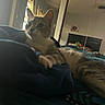 cat, bed, blanket, indoor, mirror, reflection, person, window, curtains, furniture, relaxing, pet, domestic, cozy, animal, resting, room, lighting, casual, home