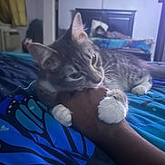Muffin is registered to the contest to win money with this photo: cat, hand, bed, blanket, person, paw, sleeping, indoor, furniture, headboard, blue, gray, tabby, comfort, rest, human, animal, room, curtain, intimate