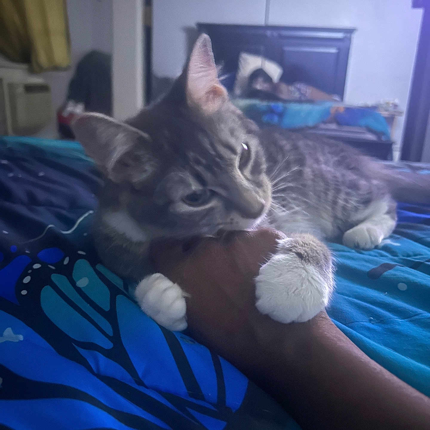 Muffin is registered to the contest to win money with this photo: cat, hand, bed, blanket, person, paw, sleeping, indoor, furniture, headboard, blue, gray, tabby, comfort, rest, human, animal, room, curtain, intimate