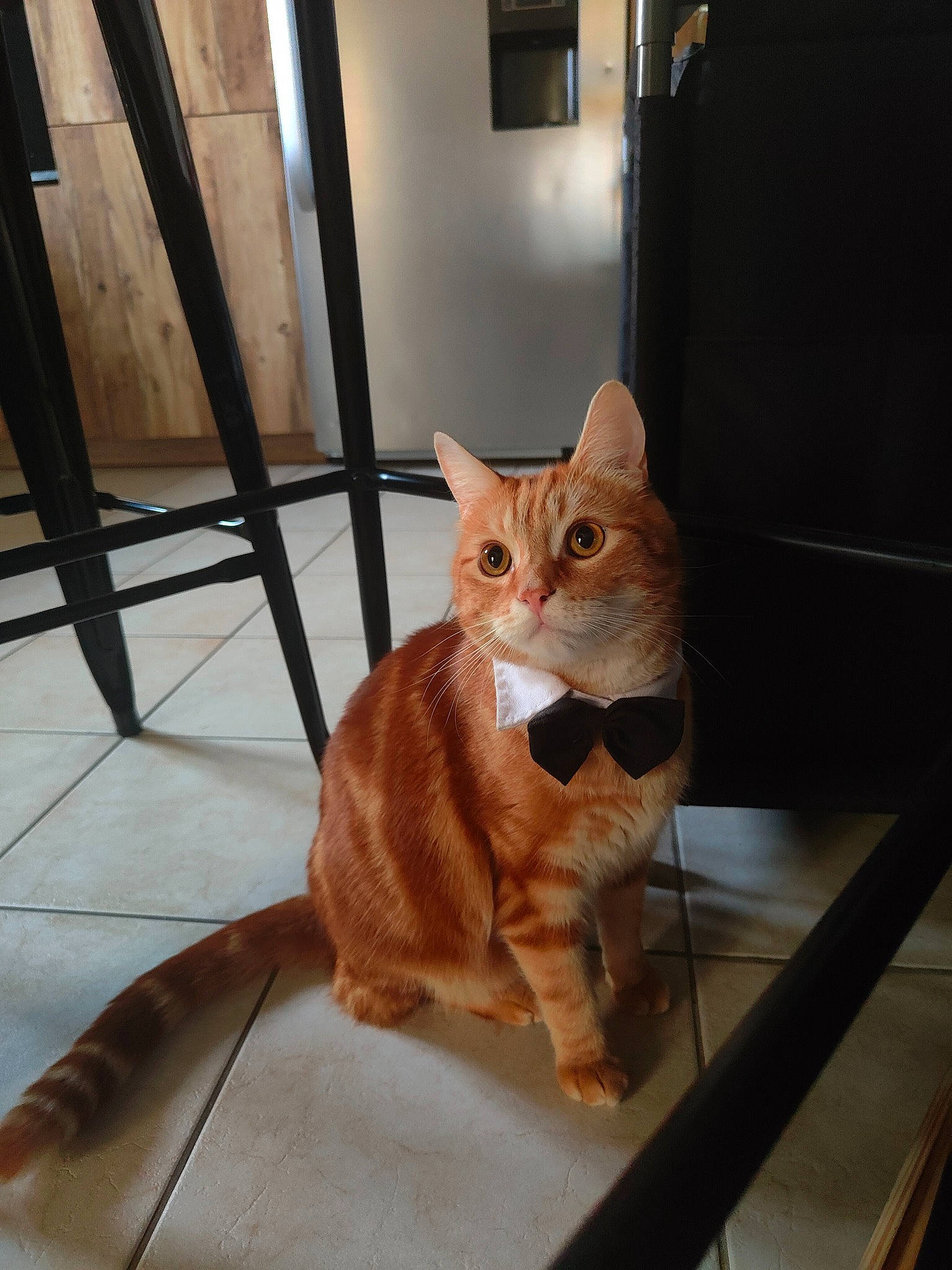 Tigrou participe au concours pour gagner de l'argent avec cette photo : carnivore, cat, comfort, domestic_short_haired_cat, eye, fawn, felidae, floor, flooring, foot, fur, hardwood, paw, pet_supply, small_to_medium_sized_cats, snout, tail, whiskers, window, wood