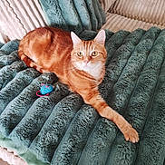 Tigrou participe au concours pour gagner de l'argent avec cette photo : animal, blanket, canine, cat, chaise, dog, dogbed, furniture, pet