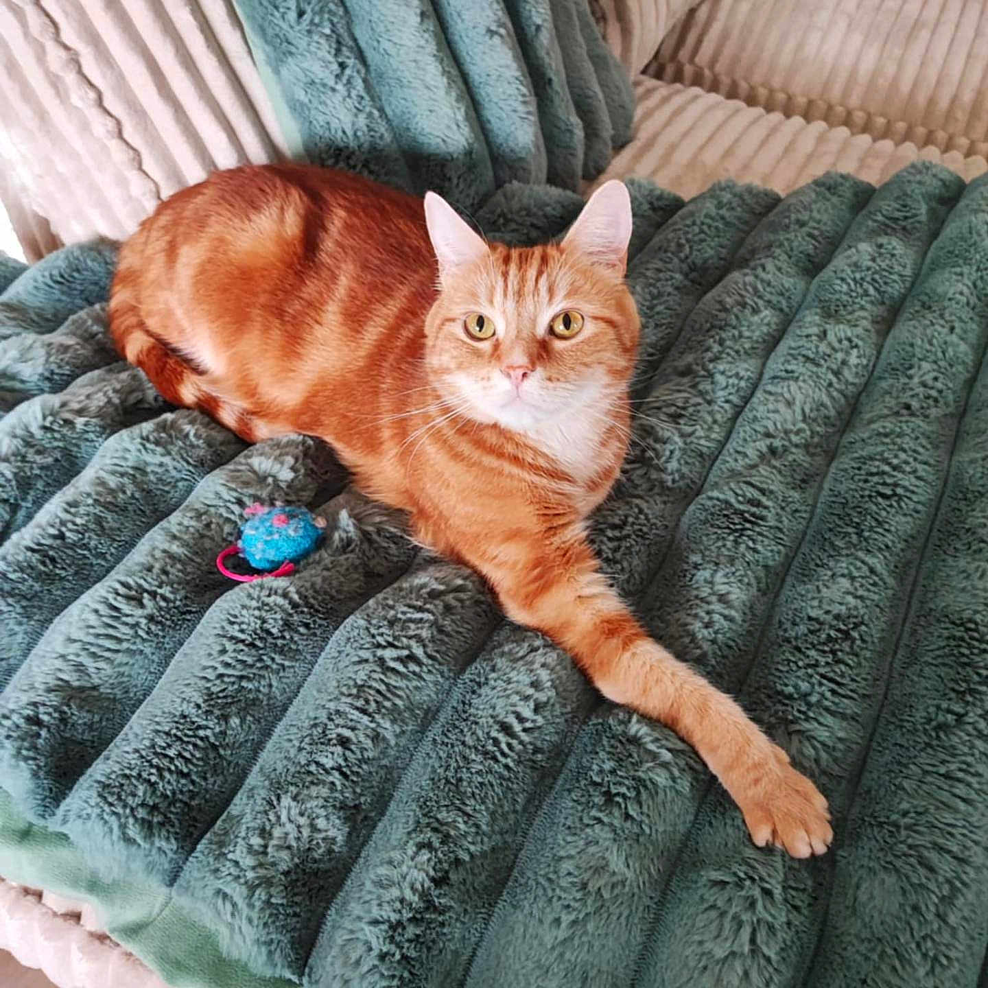 Tigrou participe au concours pour gagner de l'argent avec cette photo : animal, blanket, canine, cat, chaise, dog, dogbed, furniture, pet