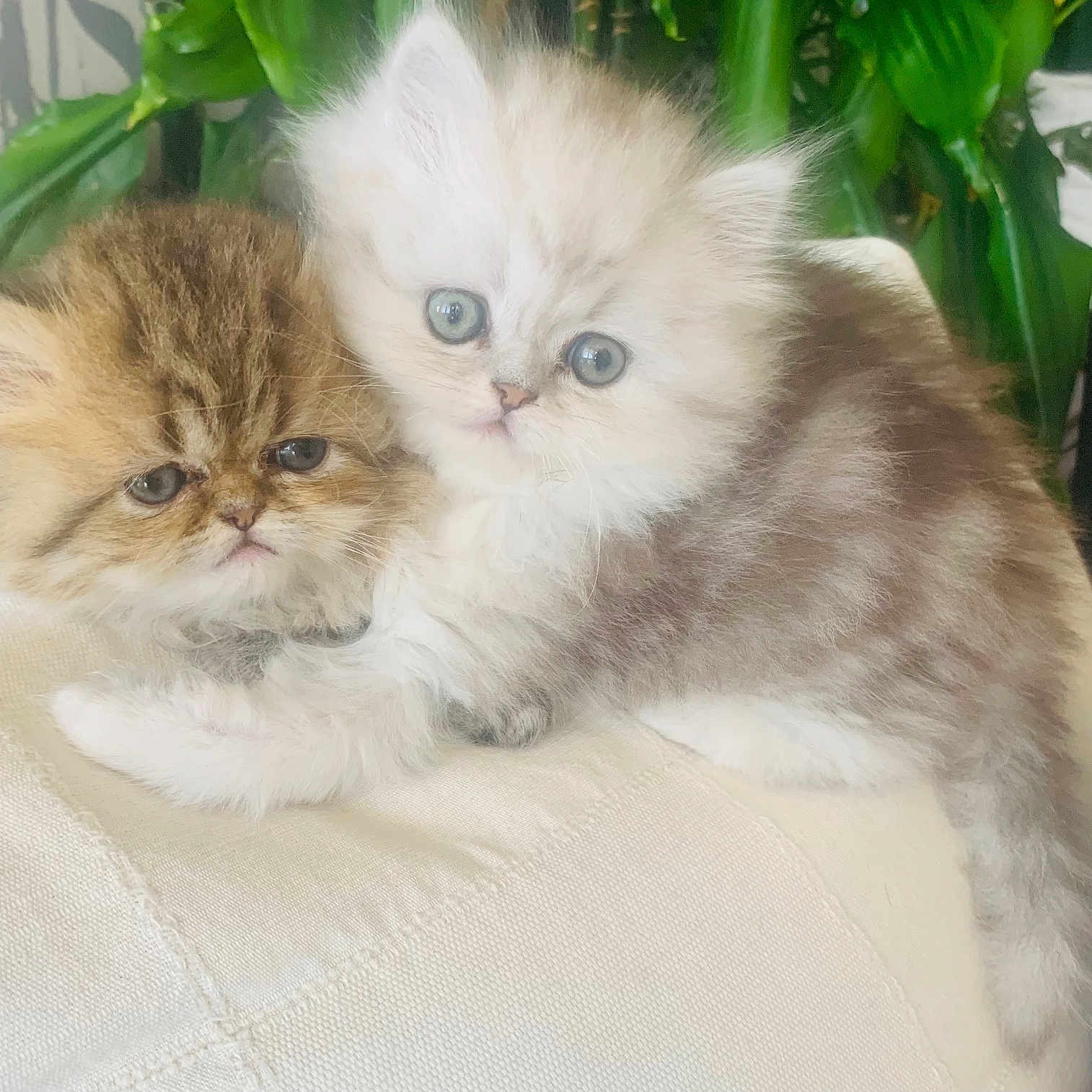 Jun Et Bilou a rejoint le concours — aidez-le/la à gagner de superbes lots ! adorable, cat, close_up, cuddle, cute, domestic_animal, feline, fluffy, fur, green_plant, indoor, kitten, pet, resting, small, soft, two_animals, whiskers, white_fabric, young_animal