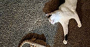 Cooper is registered to the contest to win money with this photo: cat, bearded_dragon, lizard, carpet, indoor, animal, pet, reptile, feline, stretching, texture, blue_chair_legs, light, shadow, curious, closeup, floor, resting, companion, cozy